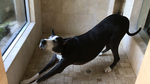 Fearless squirrel completely captivates Great Dane