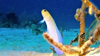 Male yellowhead jawfish are the 'Mr. Moms' of the ocean