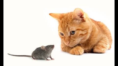 Kitty and a mouse playing together just like Tom and Jerry