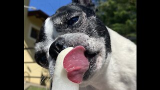 I scream, you scream, we all scream for ice cream