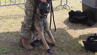 Soldiers with the 93rd Military Working Dogs Detachment perform for K-9 Veterans Day