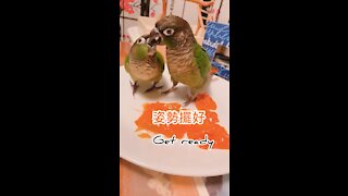 Conures eating persimmons on