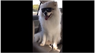 Is this the coolest dog you've ever seen?