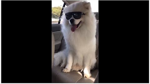 Is this the coolest dog you've ever seen?