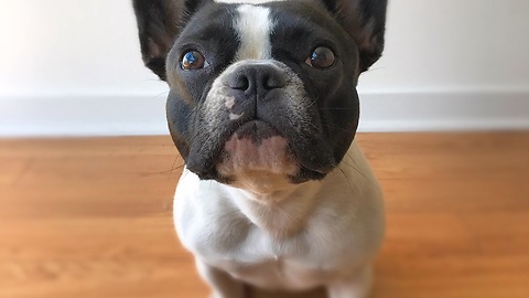 Puppy Trying to Decide If Doggy Treat is Yummy or Not