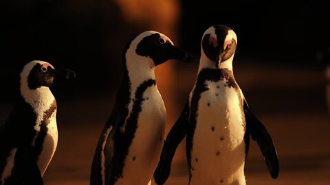 Penguin-Best of Penguin/Penguin Walk/Penguin Video Compilation/Penguin in 4K/ 4K Ultra Hd