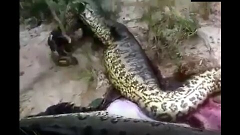 Anaconda swallowed Anaconda