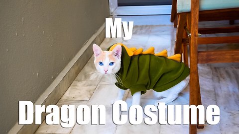 Chapy Cat Wearing a Dragon Costume