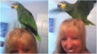 Este papagaio delira com o secador da dona