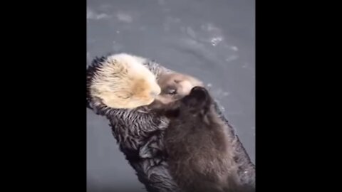 otter swims with its cub
