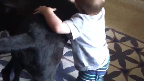 Baby thinks he's one of the dogs