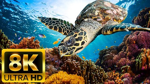 UNDERWATER SOUNDS - 8K (60FPS) ULTRA HD - With Relaxing Meditation Music (Colorfully Dynamic)