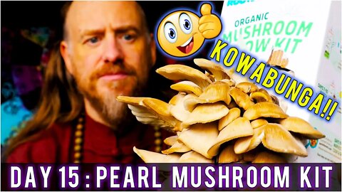 Day 15: Organic Pearl Oyster Mushroom Grow Kit (15 days to Harvest) Sustainability | How To Review
