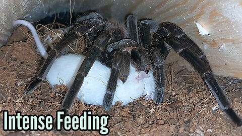 Giant Goliath BirdEater Tarantula Live Feeding