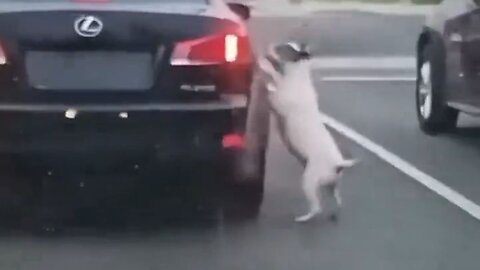 Heartbreaking: Dog Trying To Get Back Into Car After Its Owner Abandons It In The Middle Of The Road