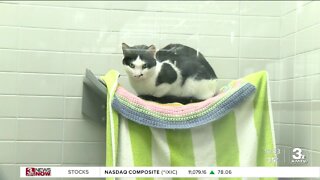 NHS hosts adoption event in honor of Betty White's birthday
