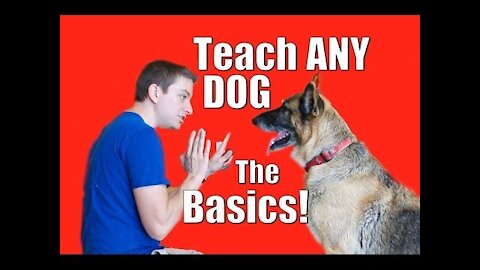 Dog Training 101: How to Train ANY DOG the Basics