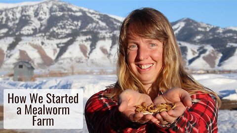 How We Started a Mealworm Farm, Very Easy! - Becoming More Self-sufficient in Our Animal Feed
