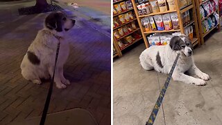 Smart Dog Wants To Go On A Walk So He Can Casually Pass By His Treat Store