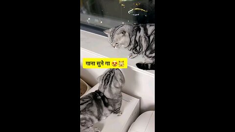 Cat vs Cat 🐈 😻