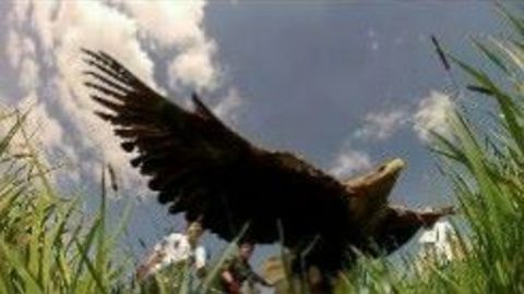 Great white-tailed eagle almost died!