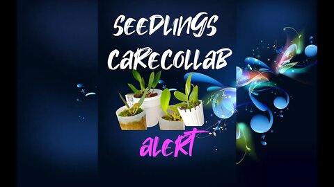#CARECOLLAB ALERT! | Troubleshooting & Growing Seedling #Orchids #CareCollab #shorts