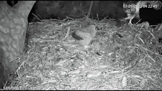 Dad Makes a Bird Breakfast Delivery-Cam Three 🦉 3/26/22 04:23