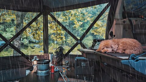 Solo Camping in Heavy rain with My Dog. Relaxing in the Tent ASMR