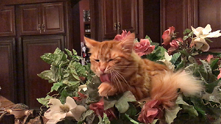 Funny Jack the Cat has a bath in a bowl of flowers
