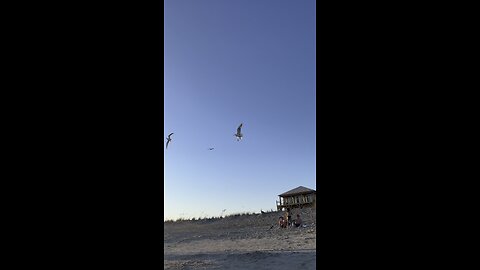 Paradise ☀️ #oceanview #beachvibes #scenicviews #seagulls