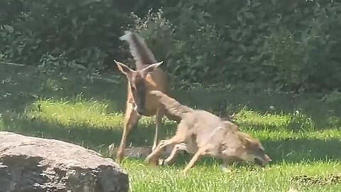 Fox attacked baby deer🥺