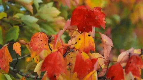 Peak Fall Foliage in New England