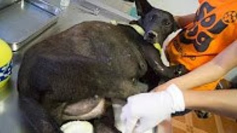 Pregnant Dog Got Hit By A Car, Went Into Labor The Moment She Was Rescued