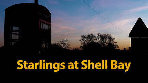 Starlings at Shell Bay