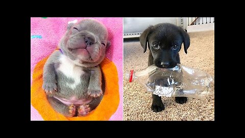 Baby Dogs 🔴 Cute and Funny Dog Videos Compilation #4 | 30 Minutes of Funny Puppy Videos 2023