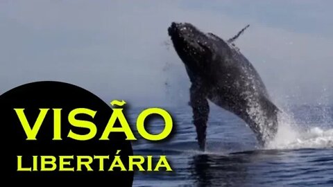 Quem Salvou as Baleias?: Otakus comem baleia - Ancapsu / Visão Libertária