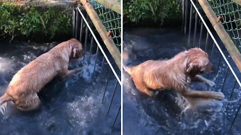 Golden Retriever tries to get through fence on his favorite creek