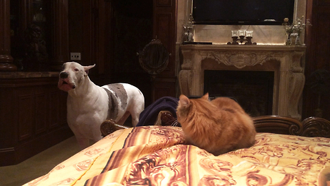 This Is The Cutest Battle For A Spot On The Bed You'll See Today