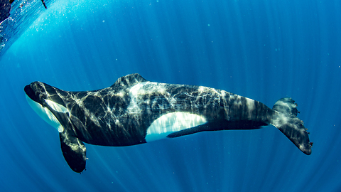 Disabled Orca Becomes Leader Of The Pod: SNAPPED IN THE WILD