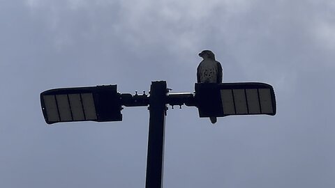 Rough legged Hawk