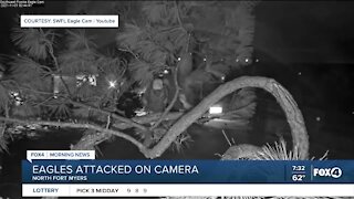 Eagles attacked on live webcam