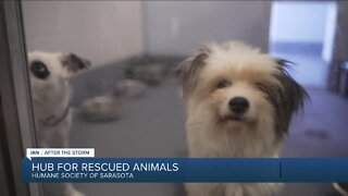 Humane Society of Sarasota County helps dogs and cats displaced by Hurricane Ian