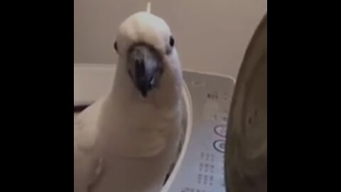 Smart And Funny parrot