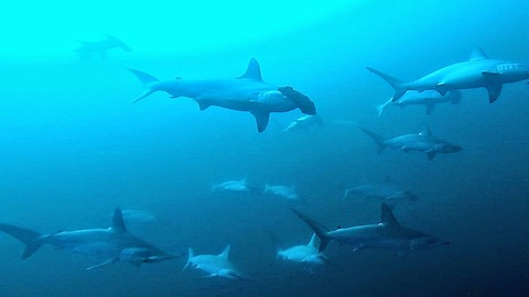 Diver swims in midst of hammerhead sharks