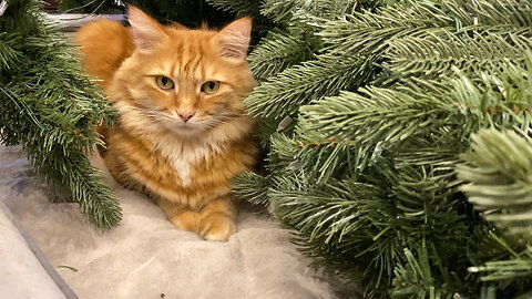 Great Dane Can't Believe Cat Is Allowed To Play With Christmas Tree