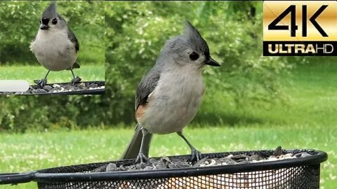 Bird Watching: The Tufted Titmouse ❣️