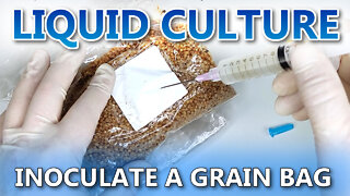 Inoculating Grains With Liquid Culture
