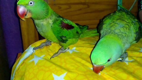 Talking Parrot Greeting Baby Parrot