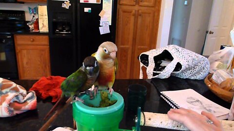 New Young Pineapple Conure and Green Cheek Conure