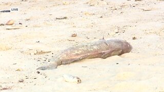 Red tide, fish kills near Naples Pier